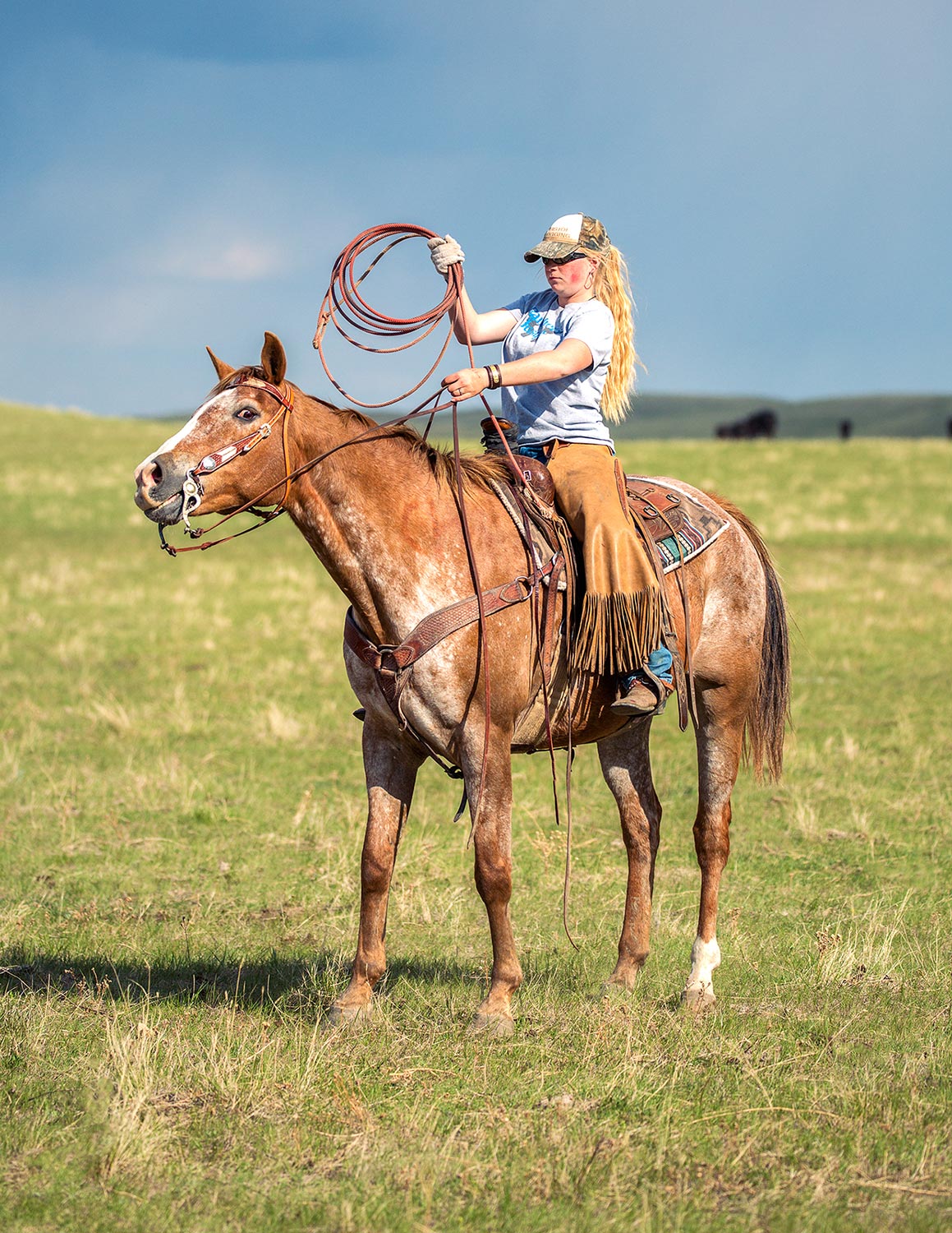 A cowgirl helping to rope cattle on a ranch near Cleveland, Montana.&nbsp;→ License Photo