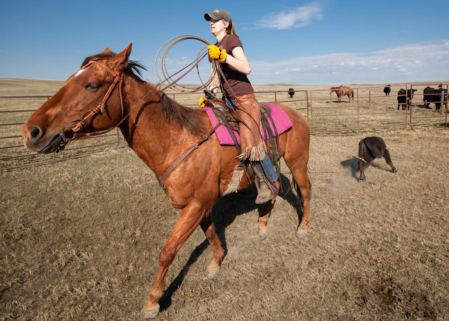 A cowgirl roping cattle in the corral on a ranch north of Havre, Montana.&nbsp;→ License Photo