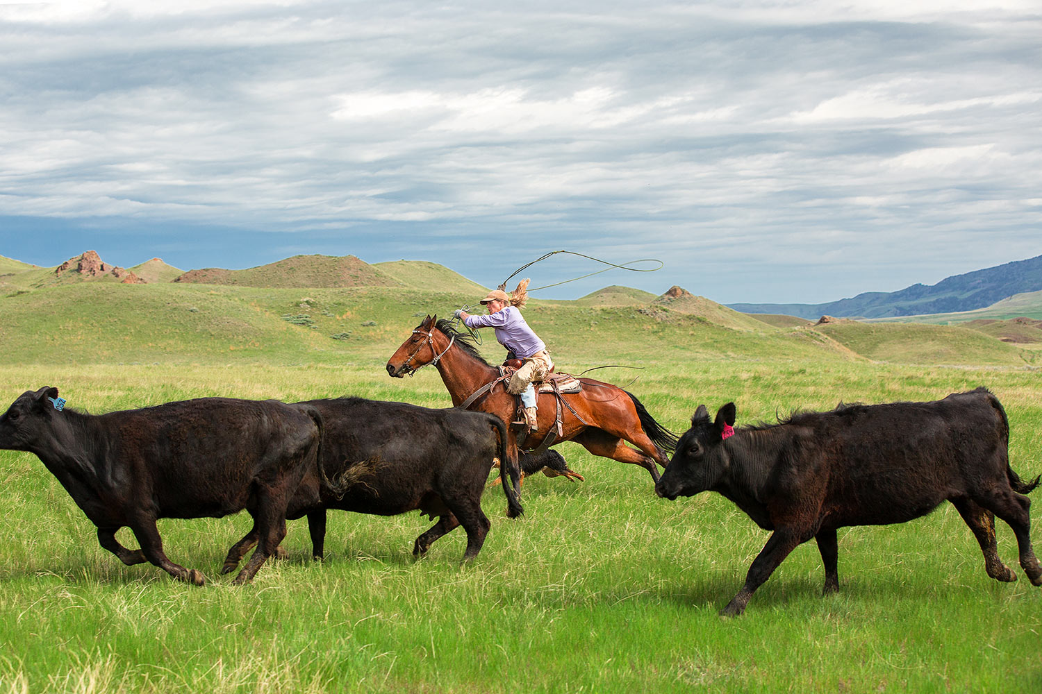 A cowgirl chases after an errant calf near Cleveland, Montana.&nbsp;→ License Photo