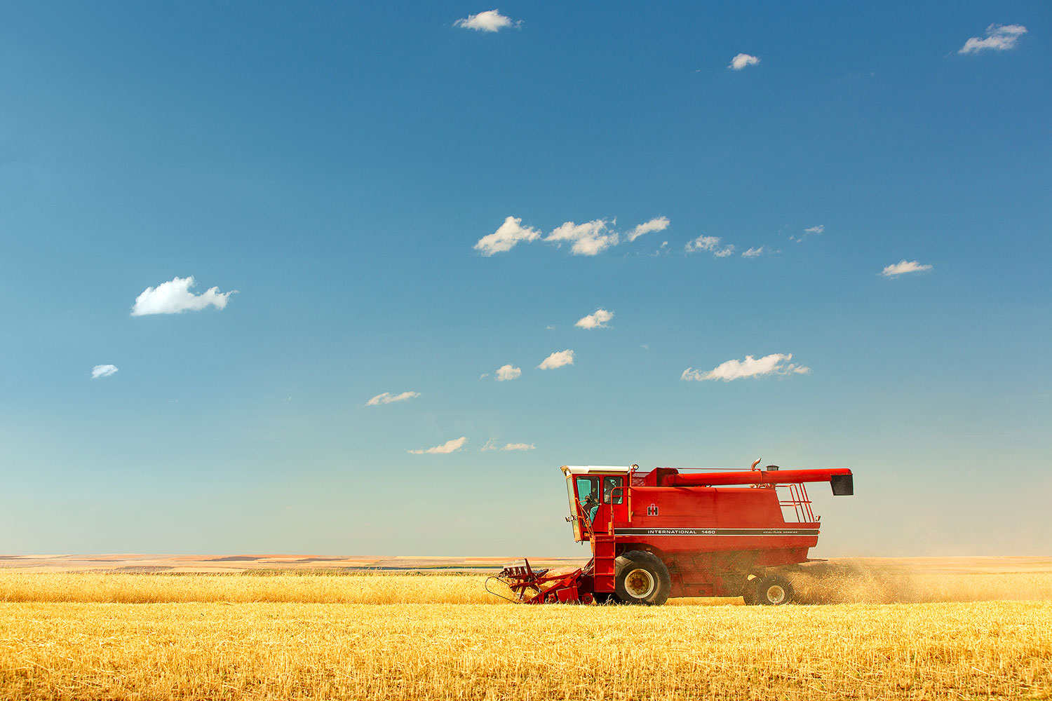 An International Harvester combine cutting wheat near Loma, Montana.&nbsp;→ License Photo