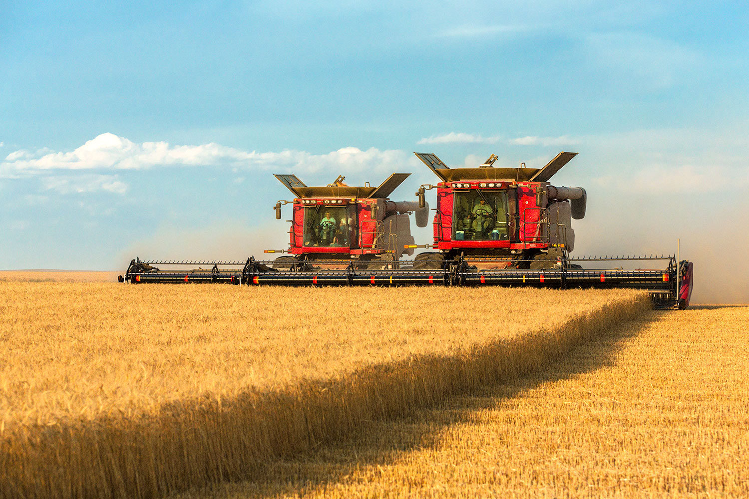 Two large combines working side-by-side to cut a large field of ripe wheat north of Havre, Montana.&nbsp;→ Buy a Print&nbsp;or License Photo