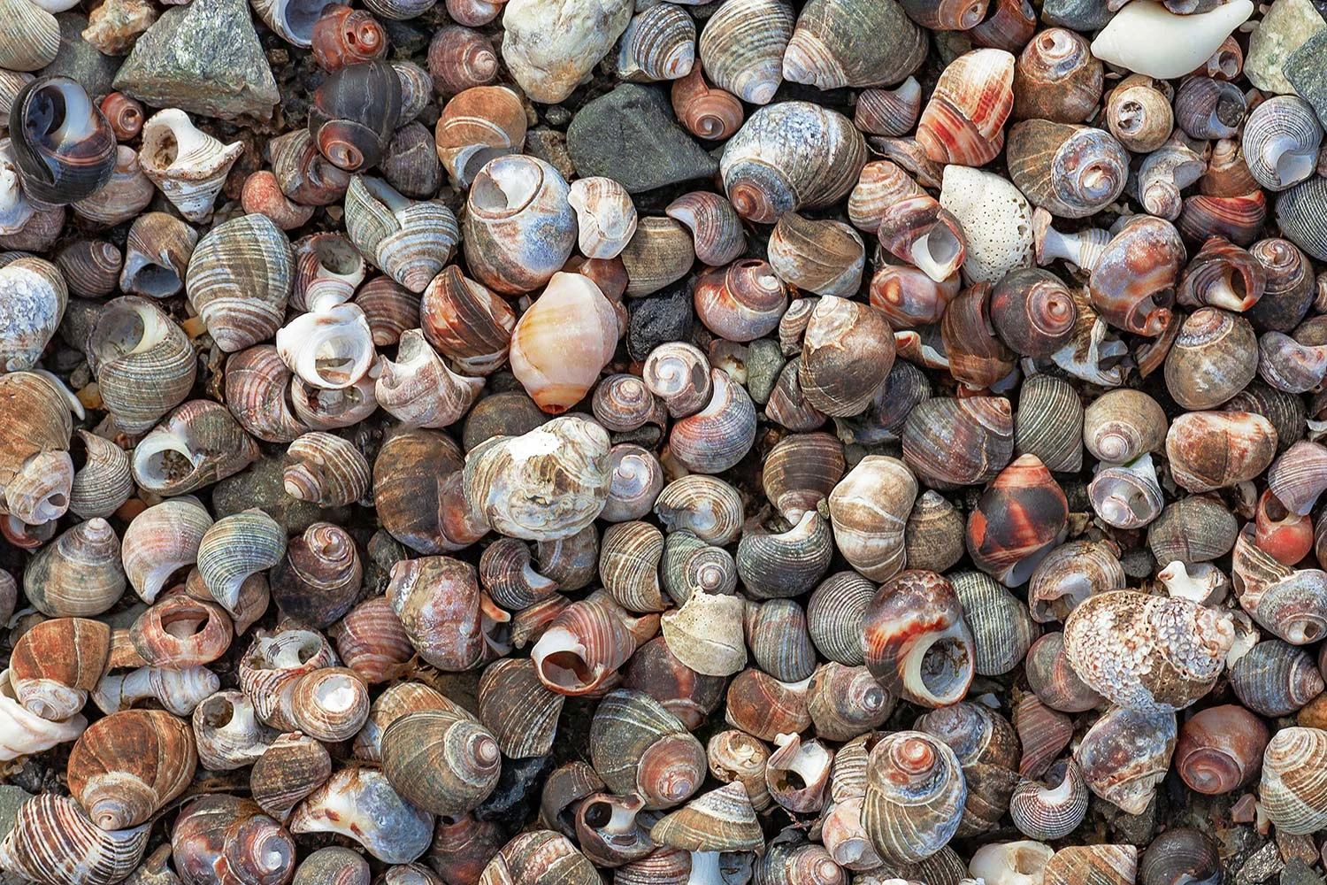Pile of Seashells