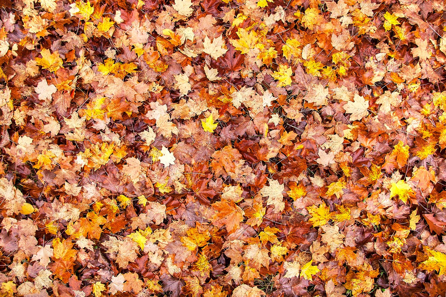 Bed of Autumn Leaves