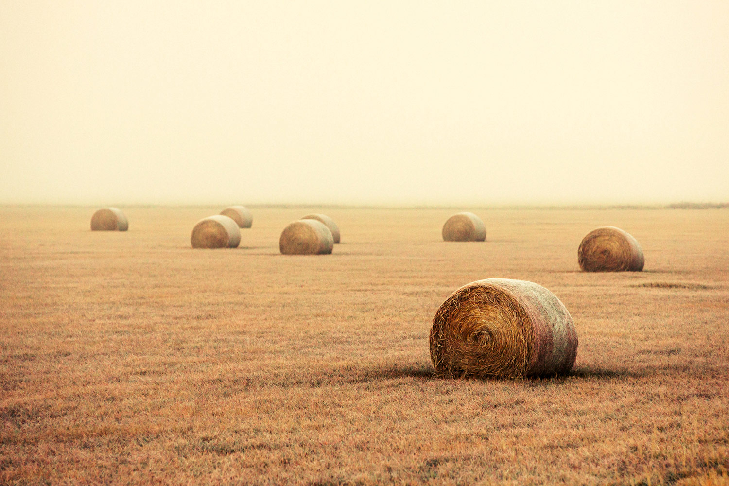 Bales in the Fog