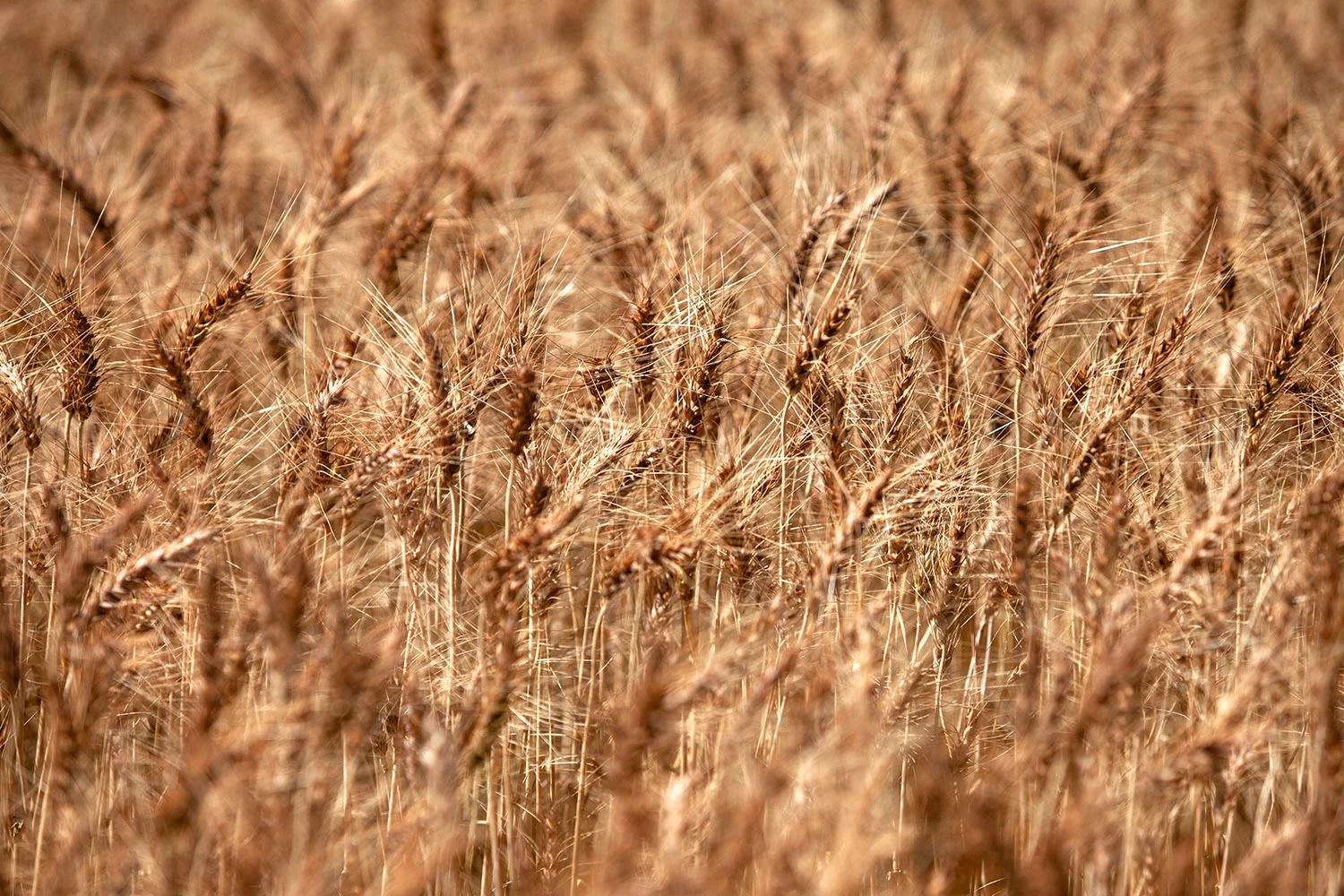 Ripened Wheat