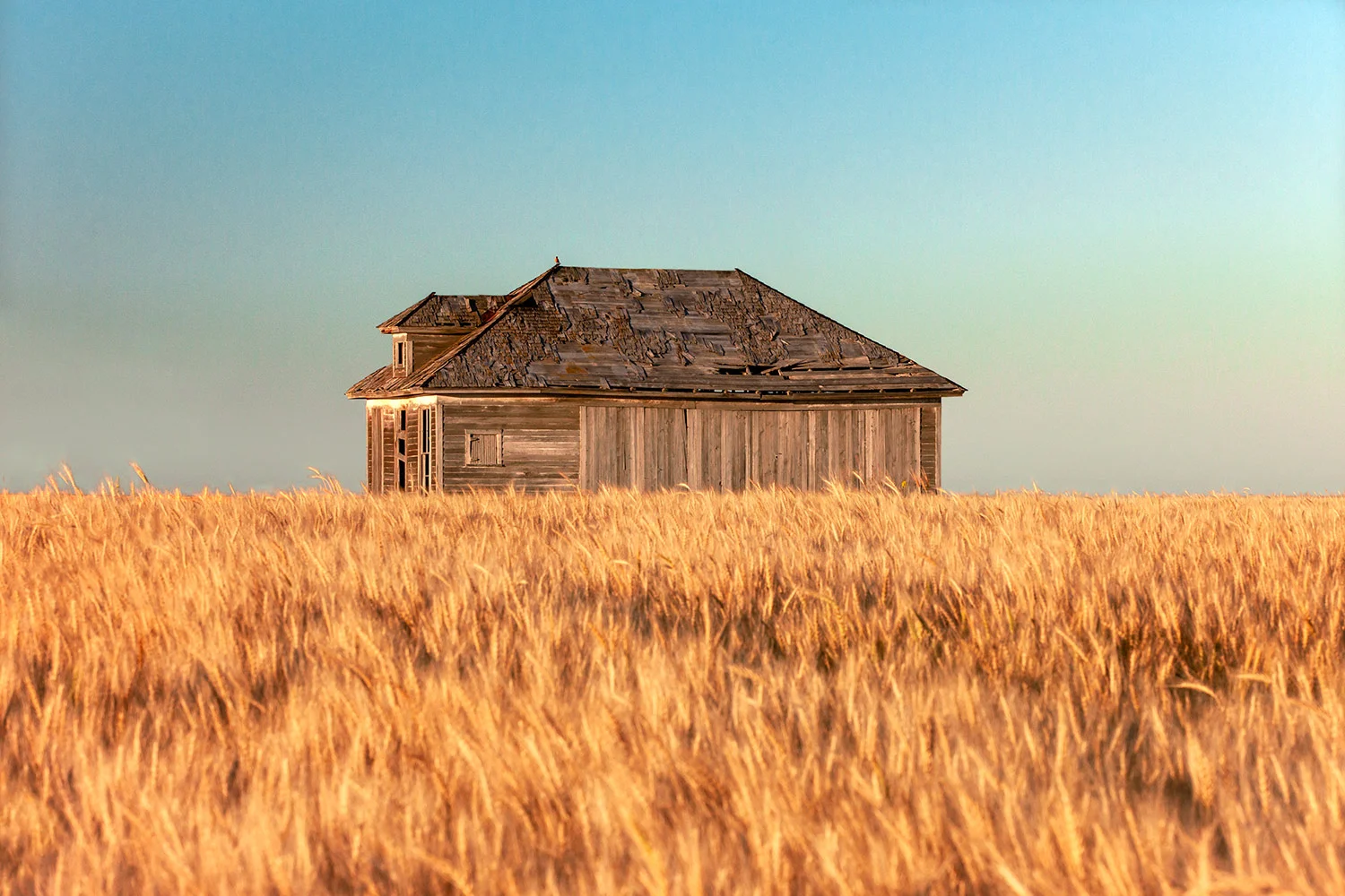 Surrounded With Wheat