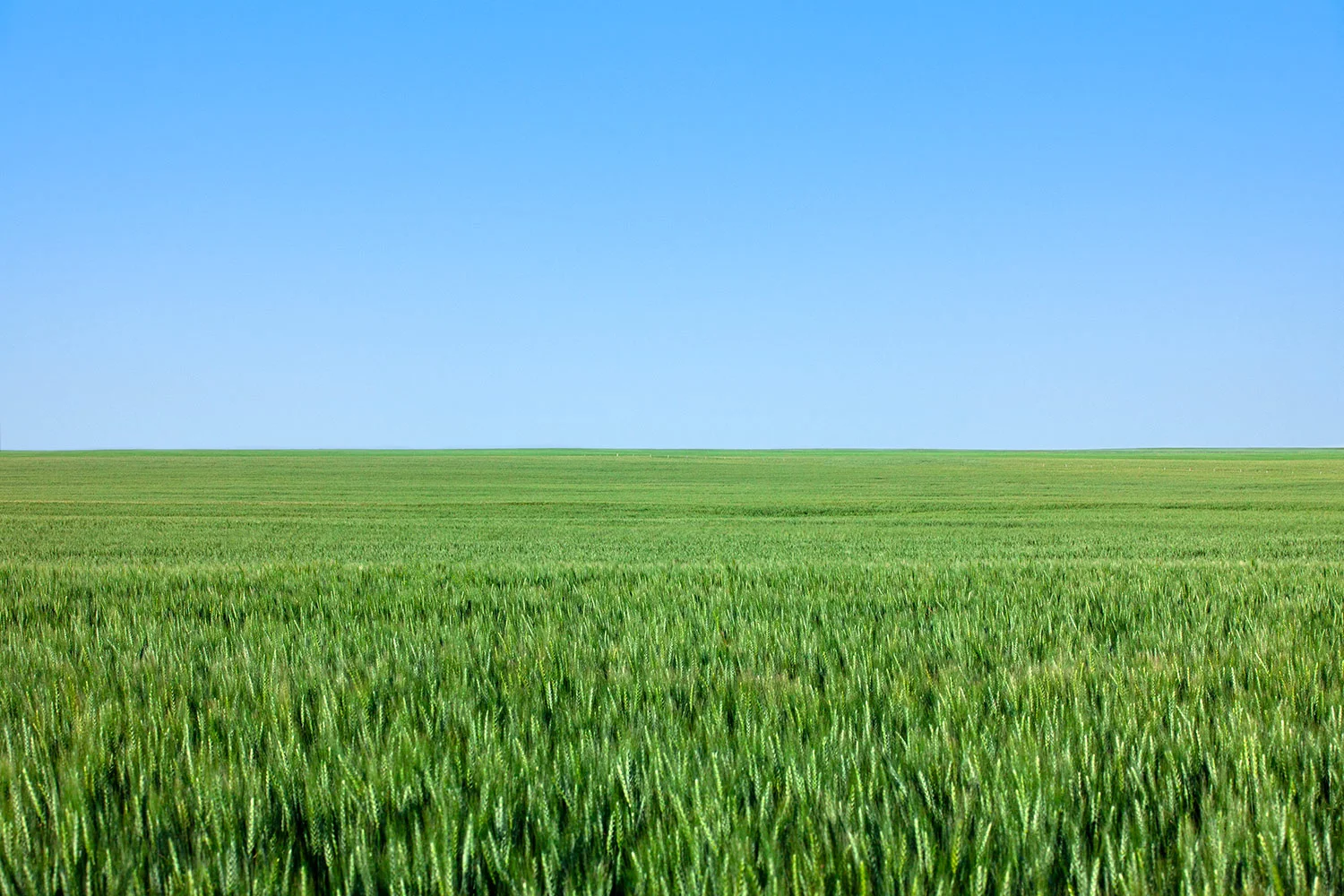 Nothing But Wheat