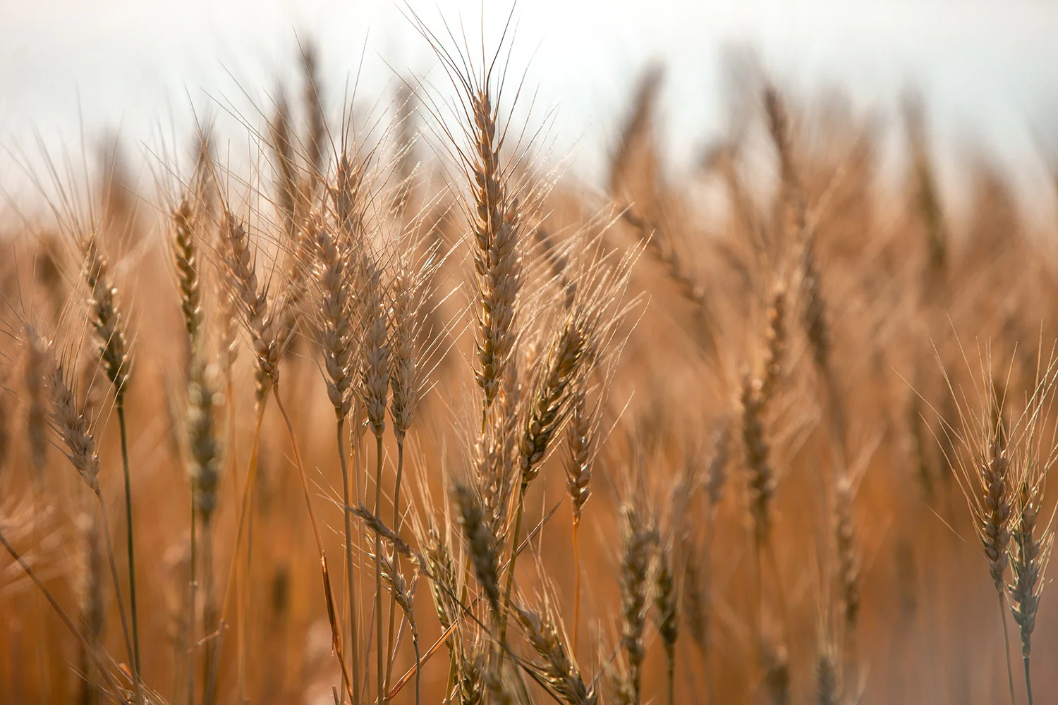 More Wheat