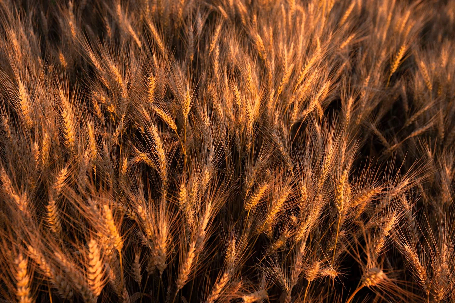 Amber Heads of Wheat