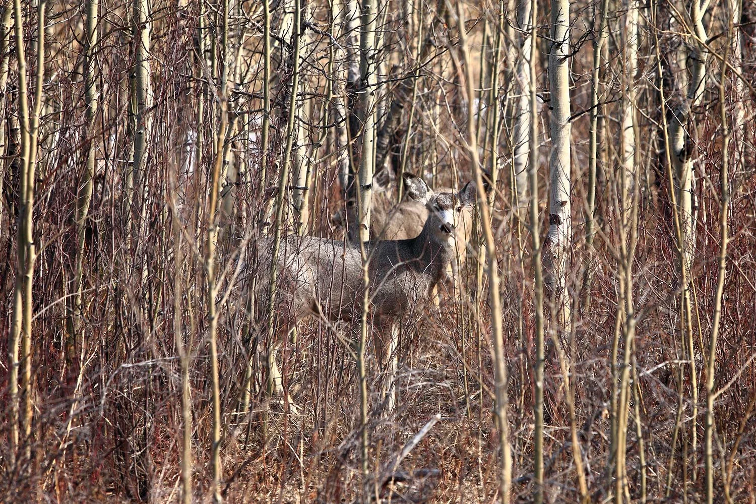 Deer Hiding