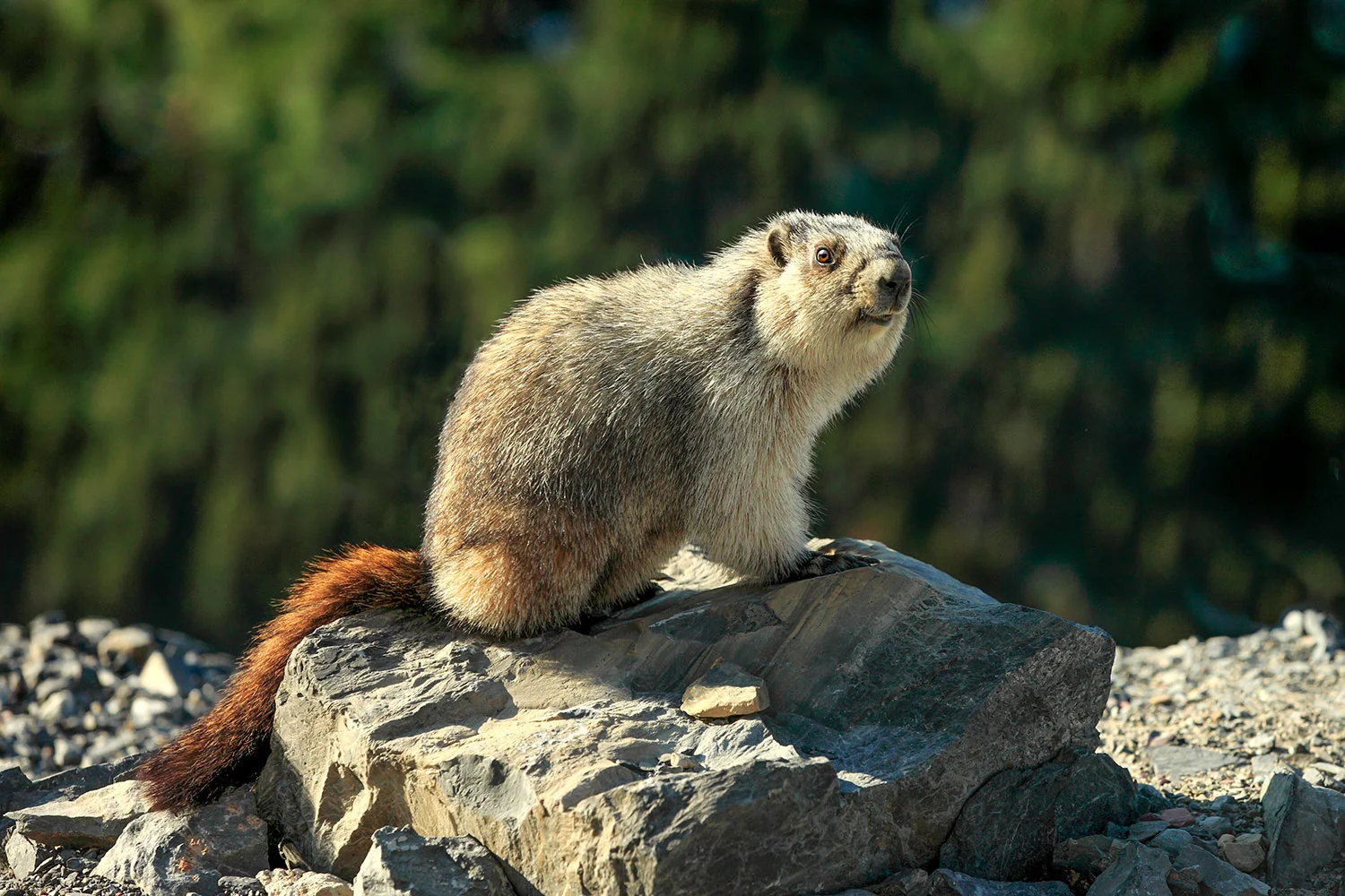 Yellow-Bellied Marmot