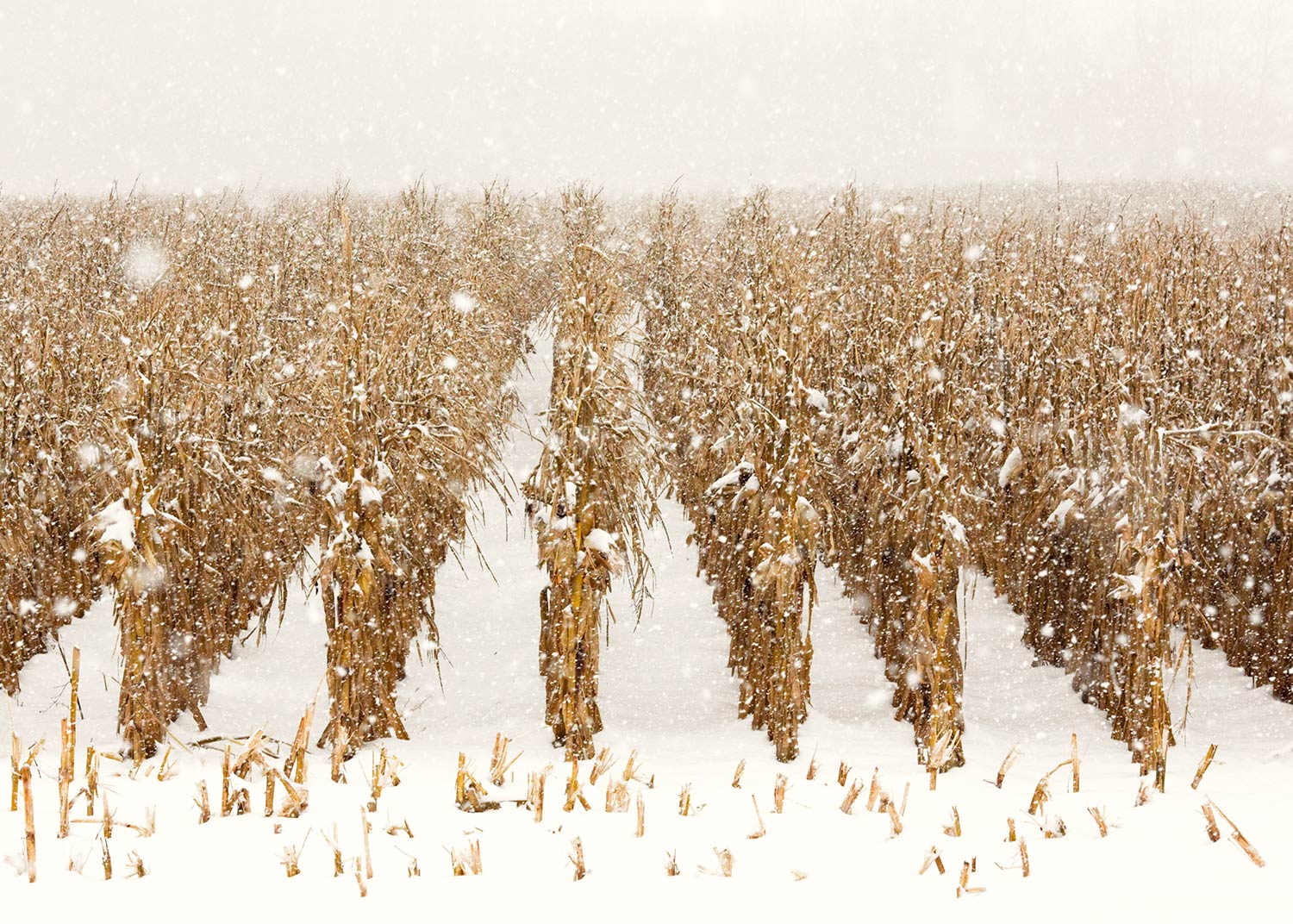 Snowy Corn Stalks