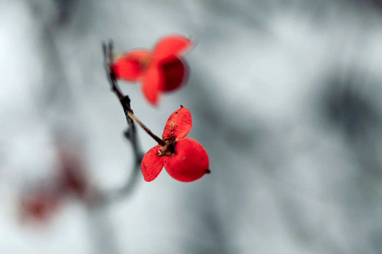 Winter Flower