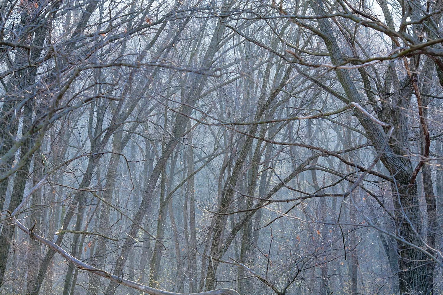 Cold Winter Forest