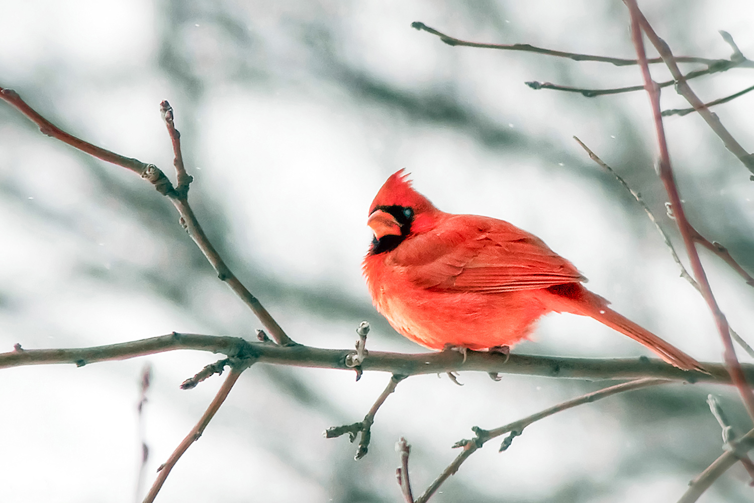Cardinal and White