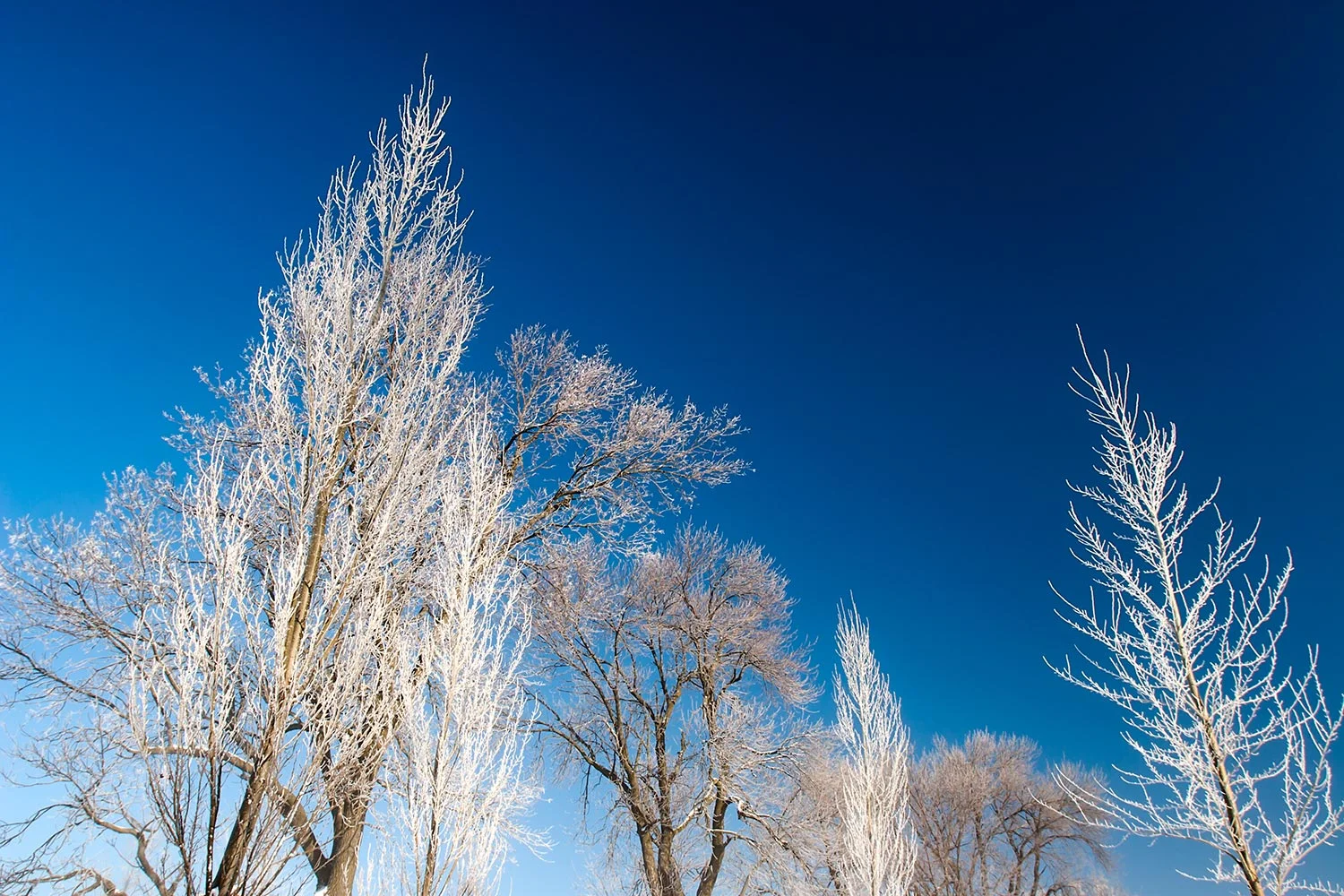 Icy Tree Tops
