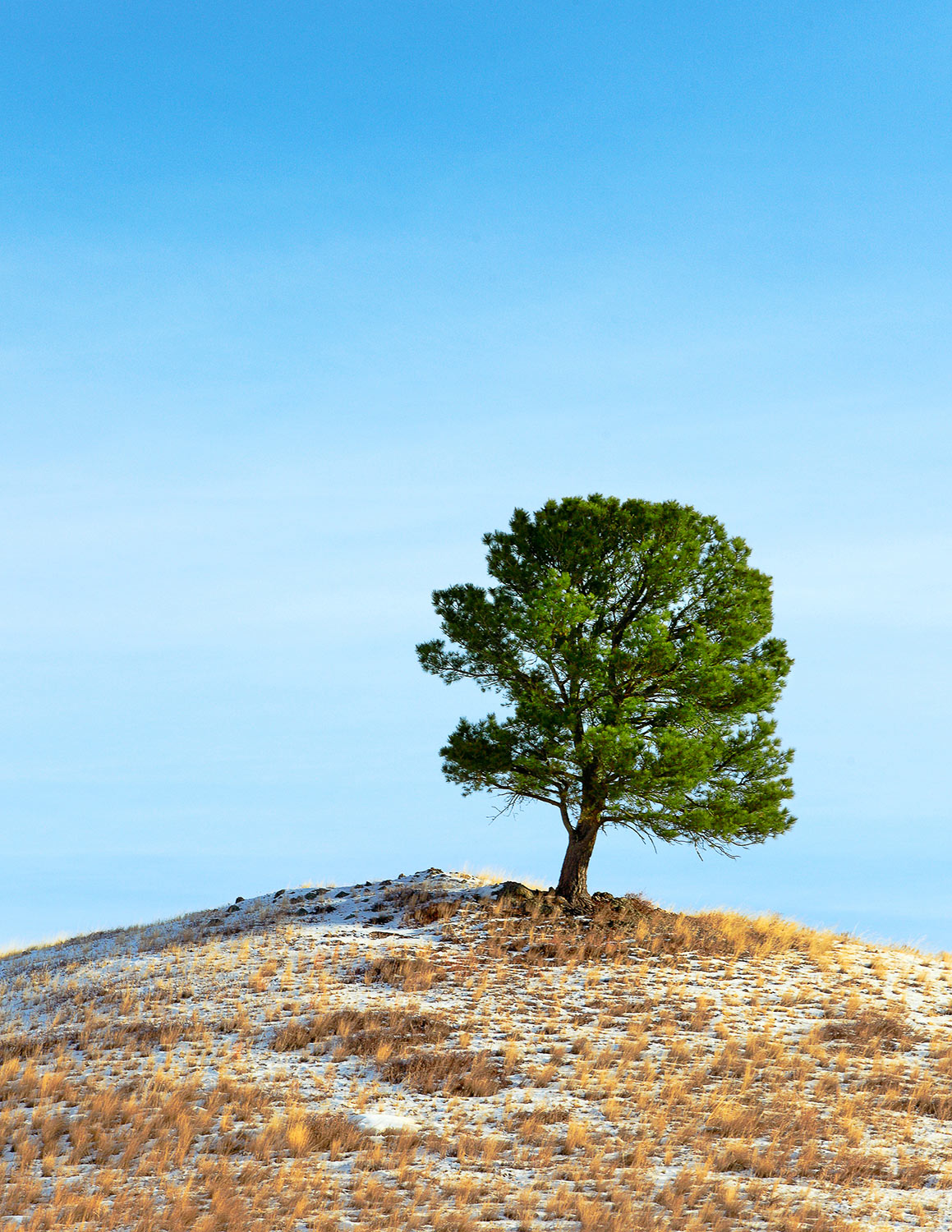 A leaning evergreen tree on top of a hill near Warrick, Montana. → Buy This Print