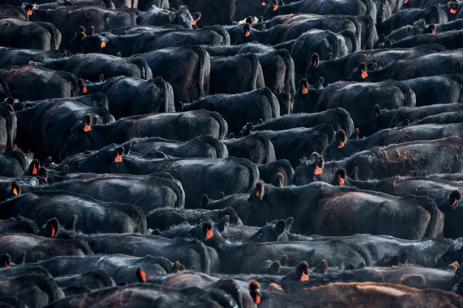 Sea of Blacks