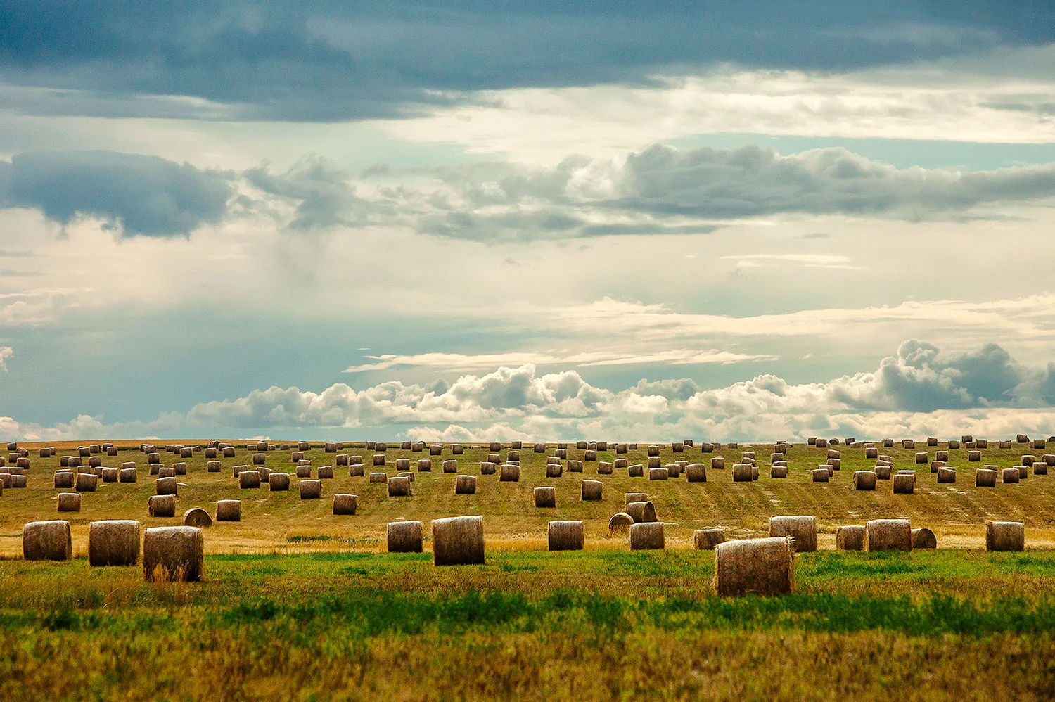 Littered with Bales