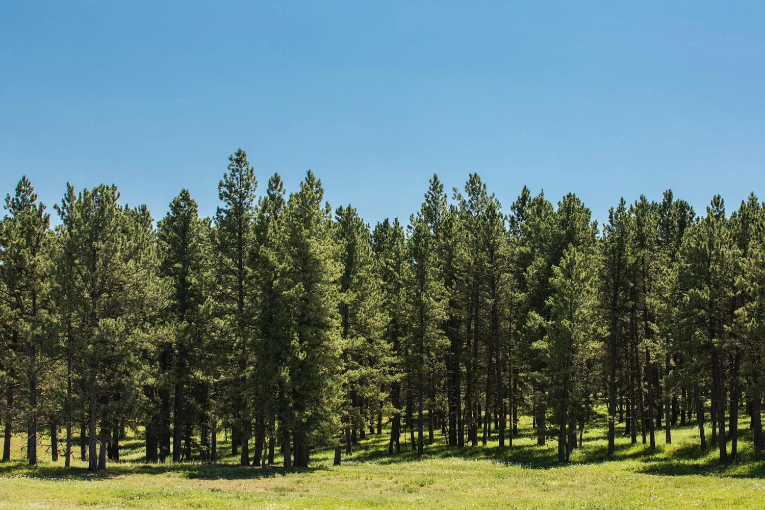 Tall Trees