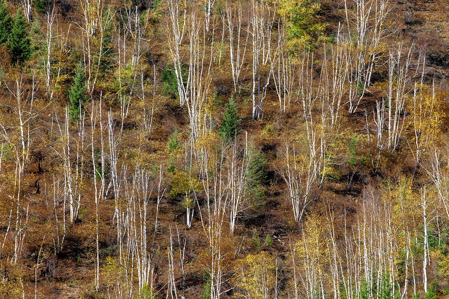 Leafless Aspens