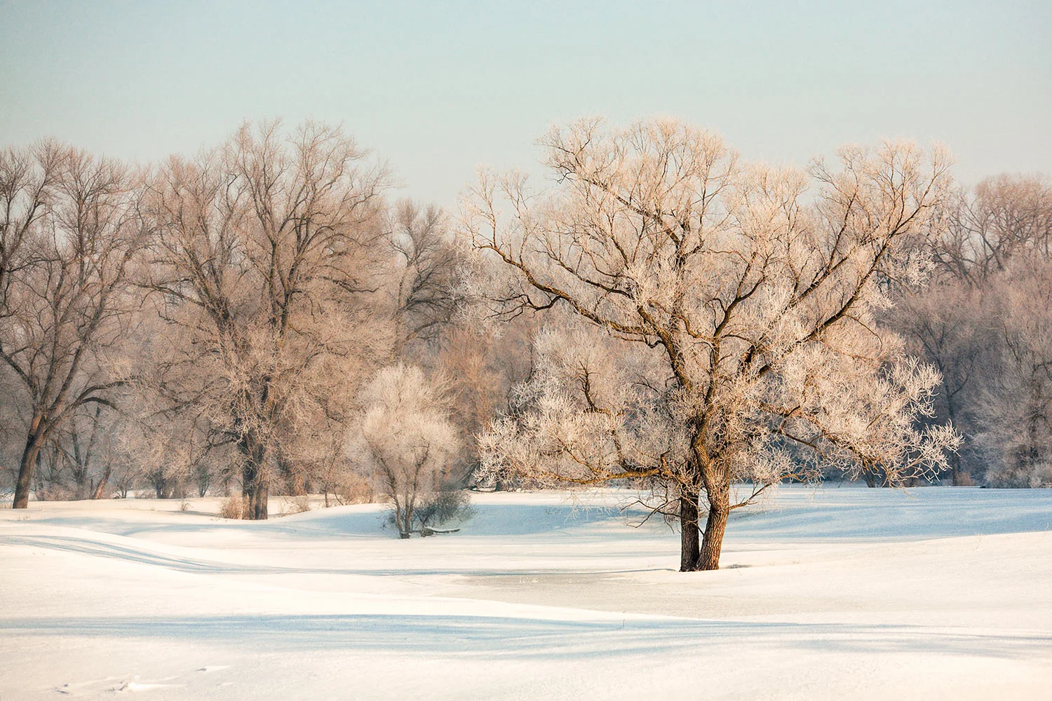 Frosty Forest