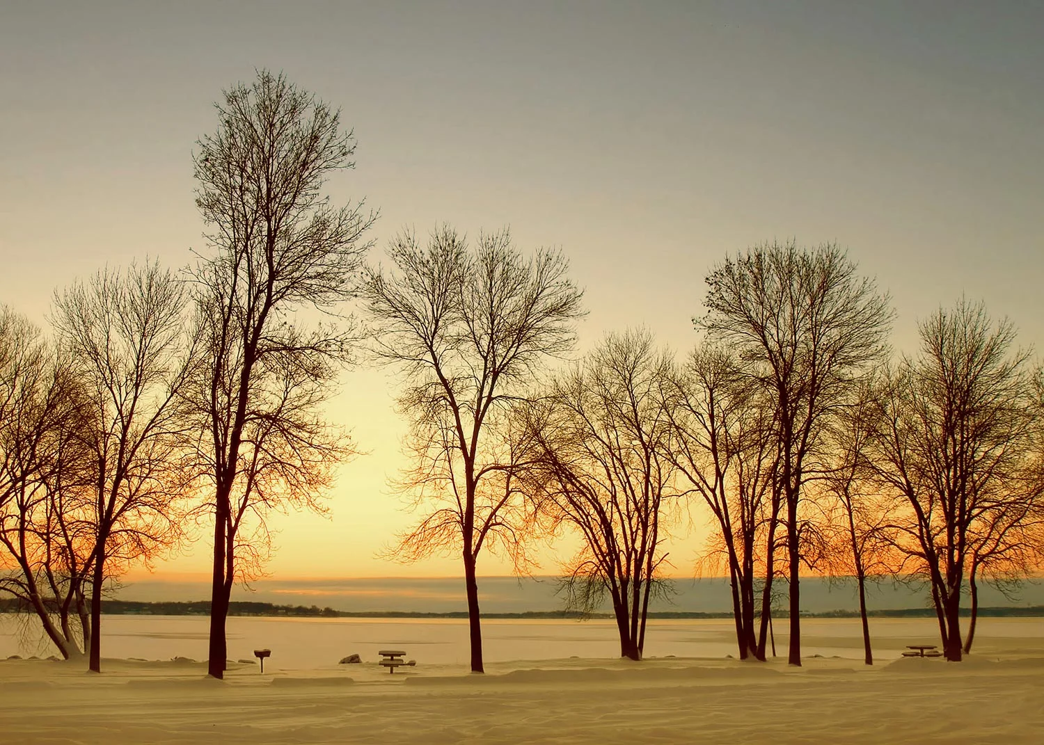 Treeline Skyline