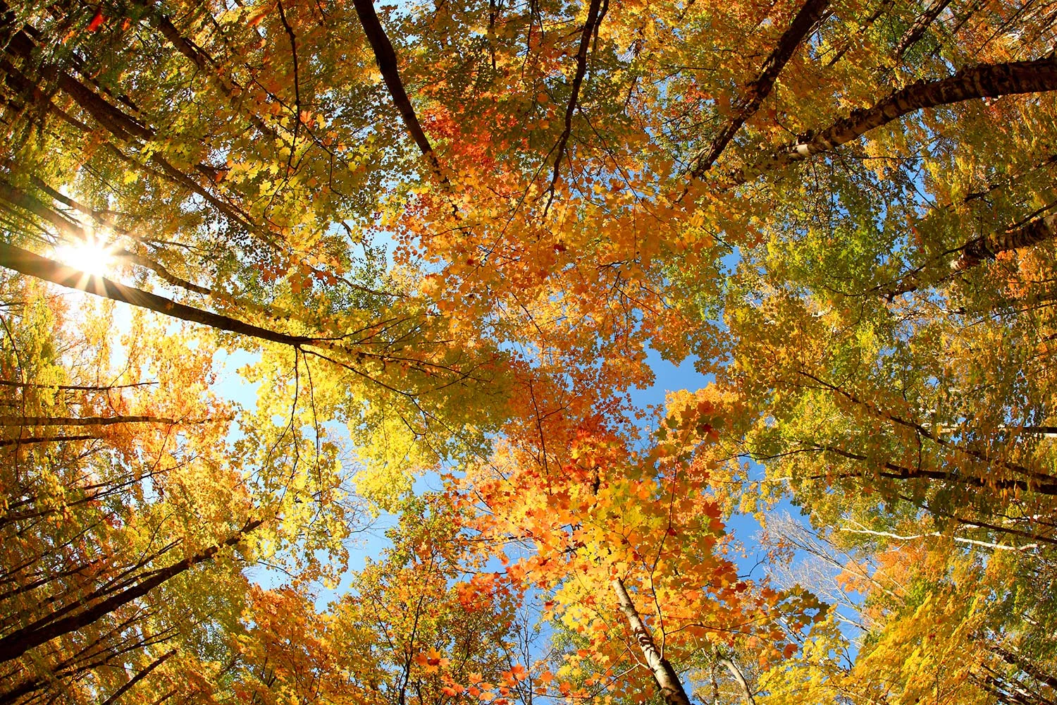 Langlade County Canopy