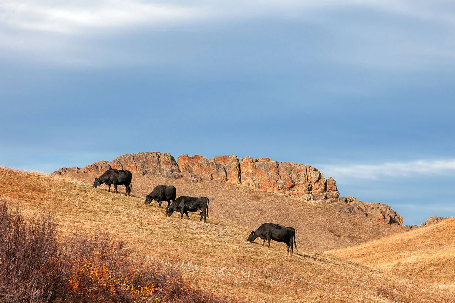 Grazing Grandeur