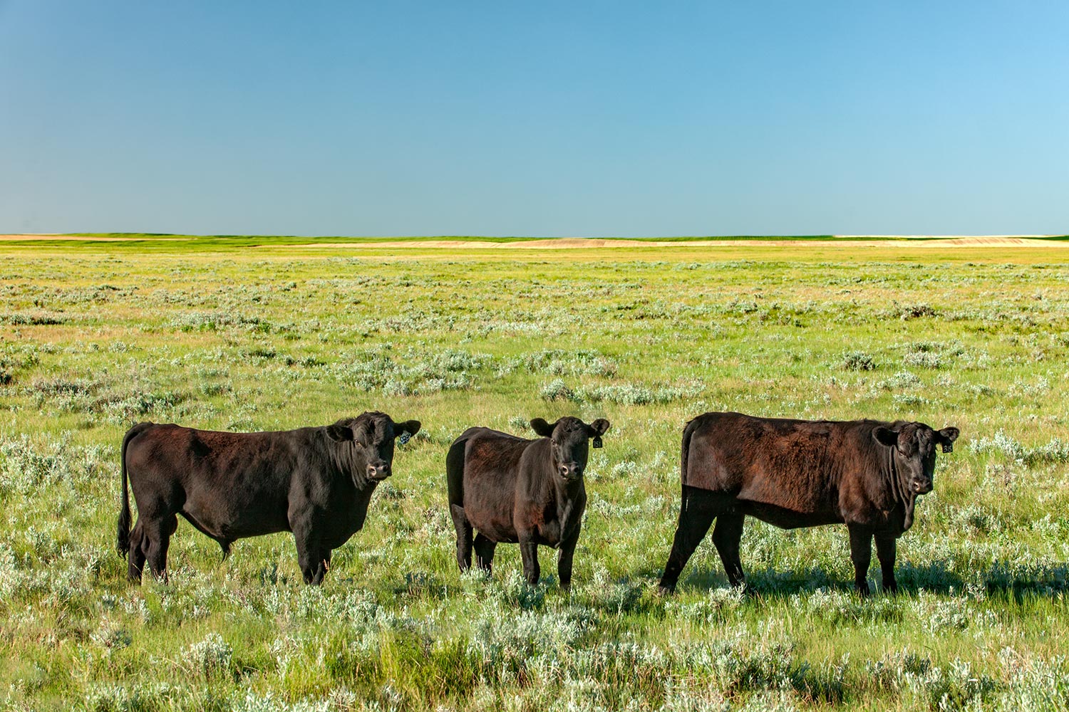 Three Cows in a Field