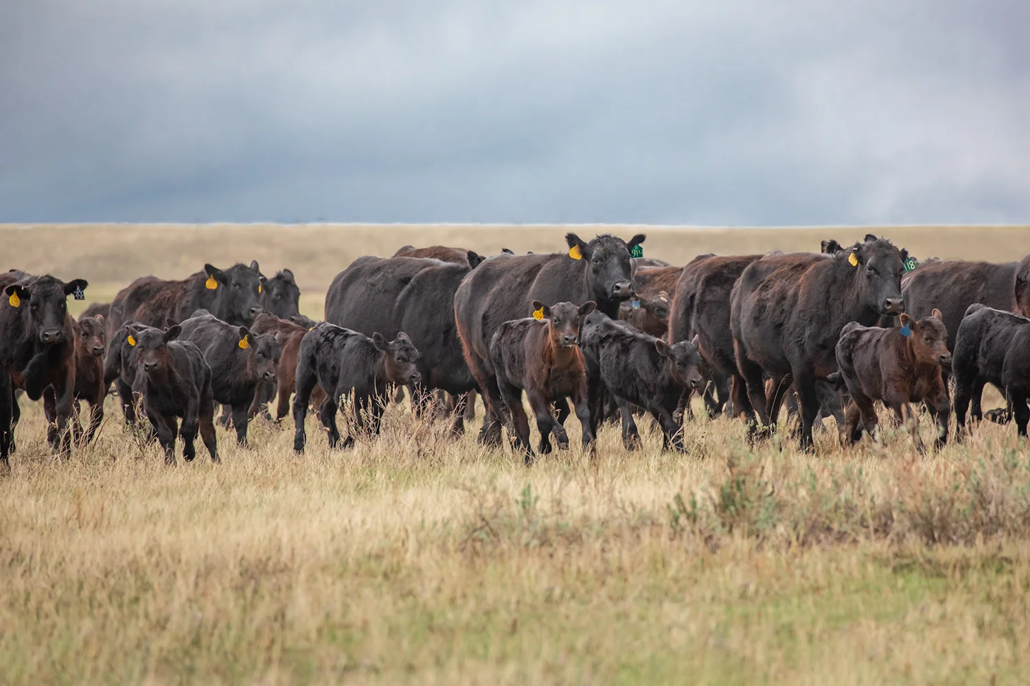 Stampede of Angus