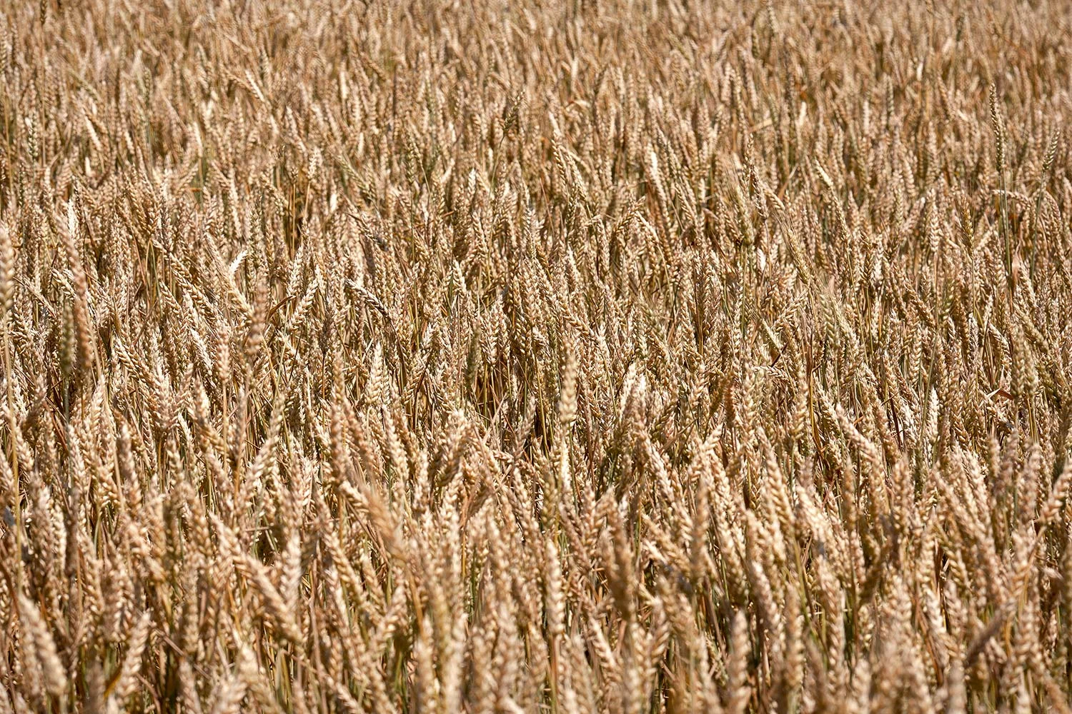 Wonderful Wheat