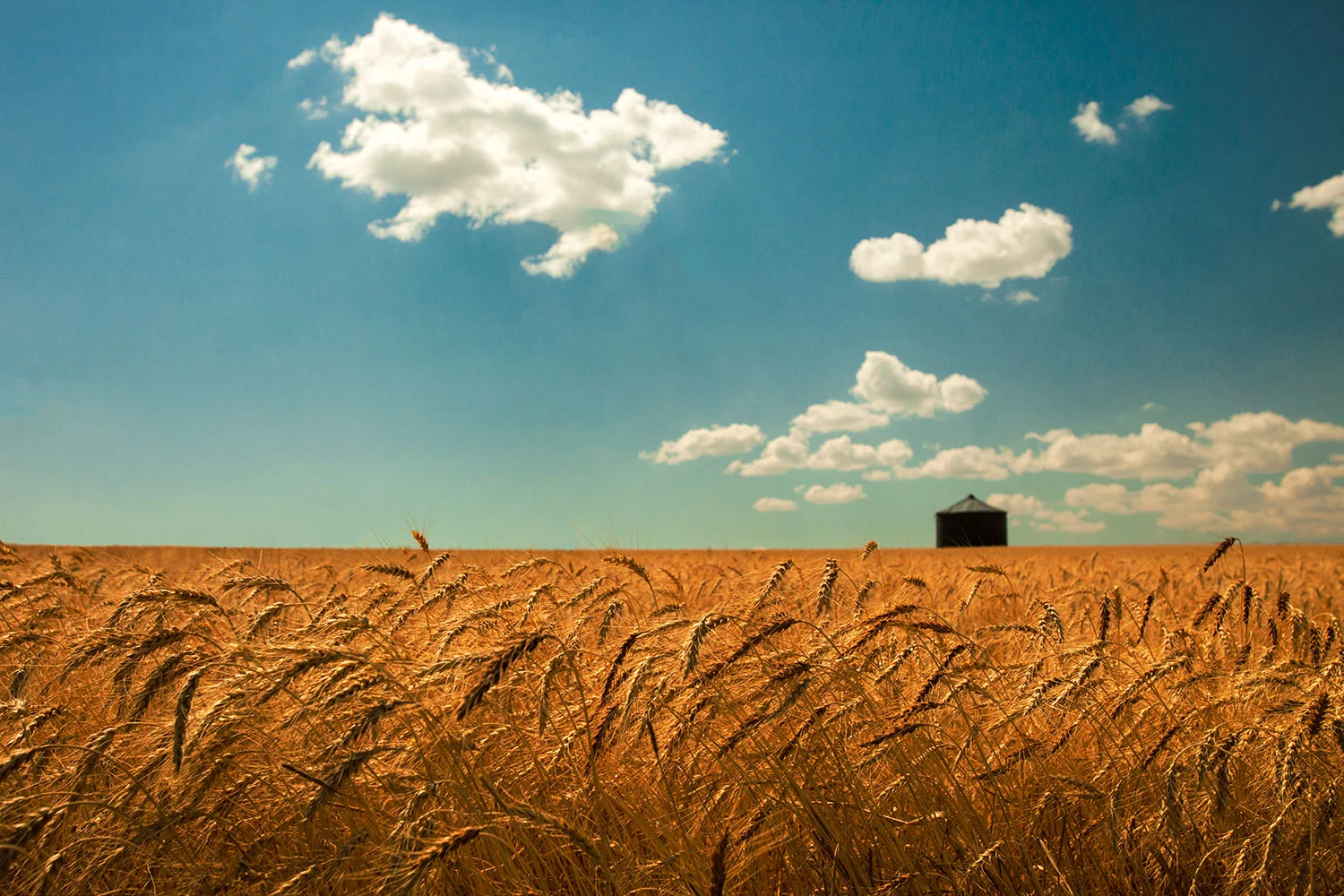 Wheat, Sky and Bin