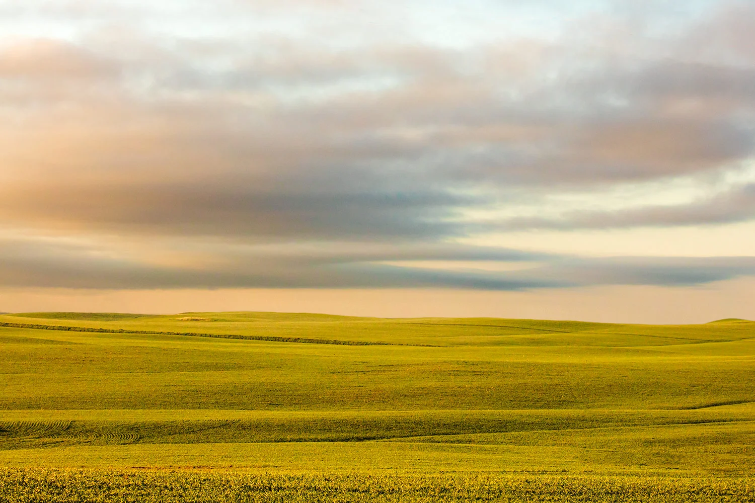 Ocean of Wheat