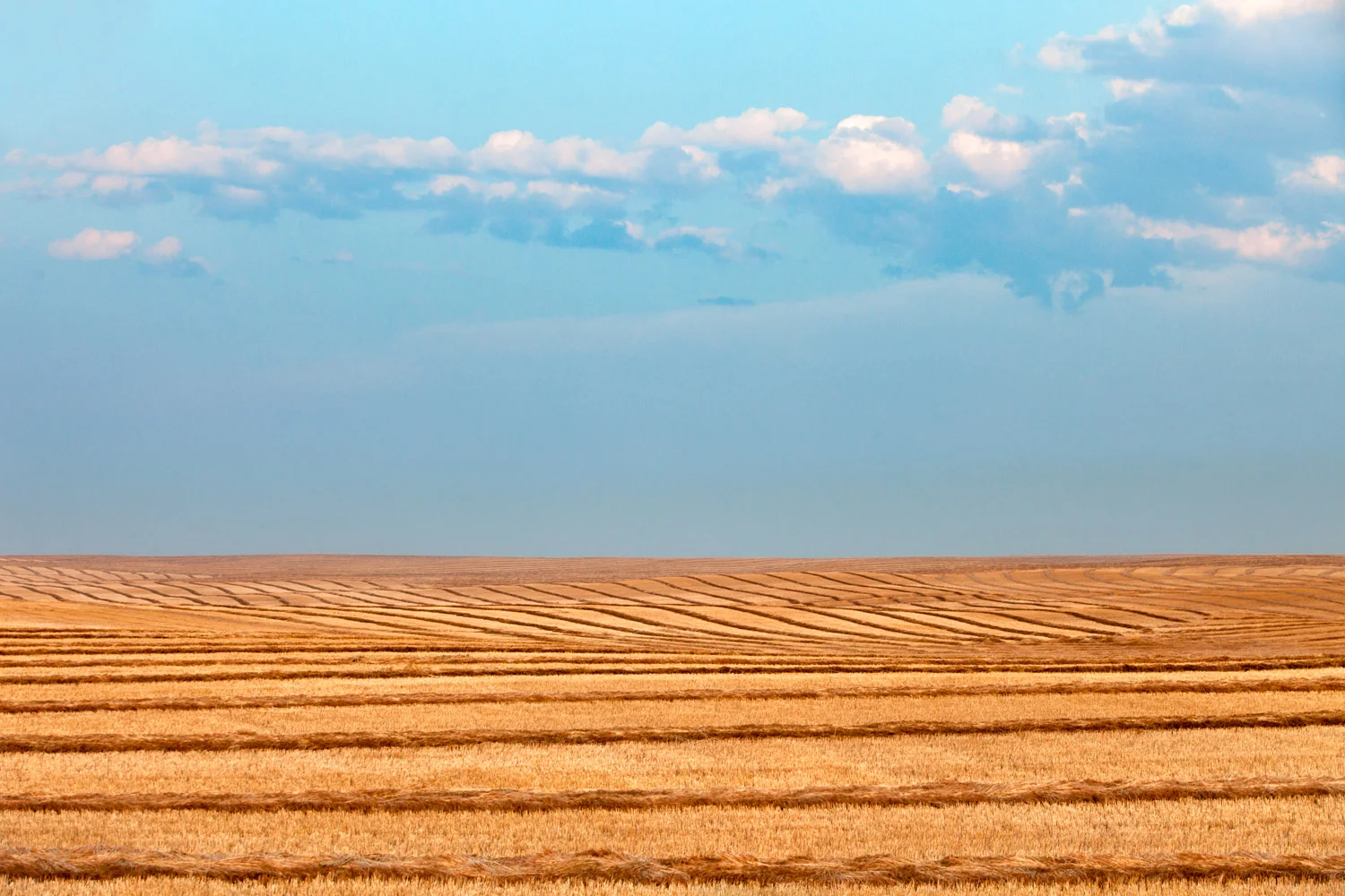 Windy Rows