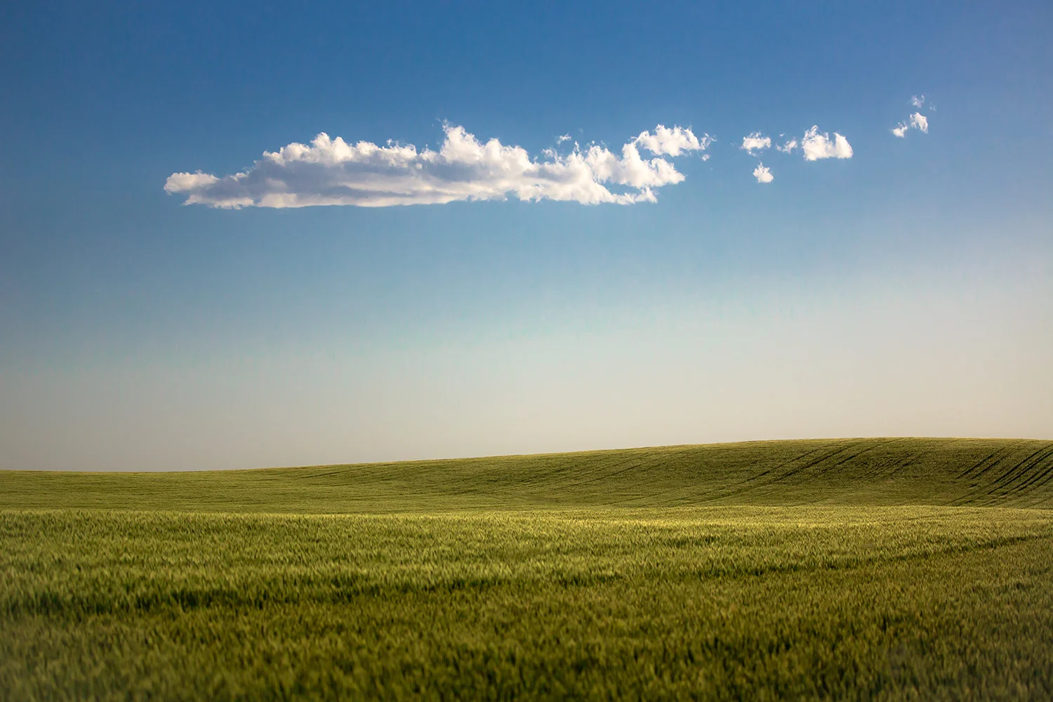 Peace and Wheat