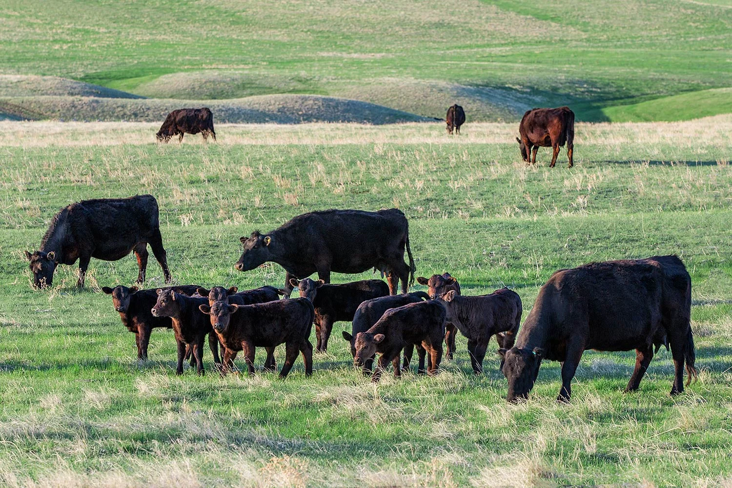 Angus Family