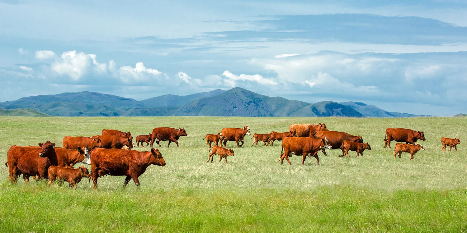 Field of Reds