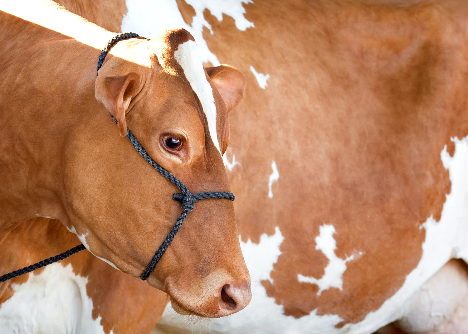 Red Holstein