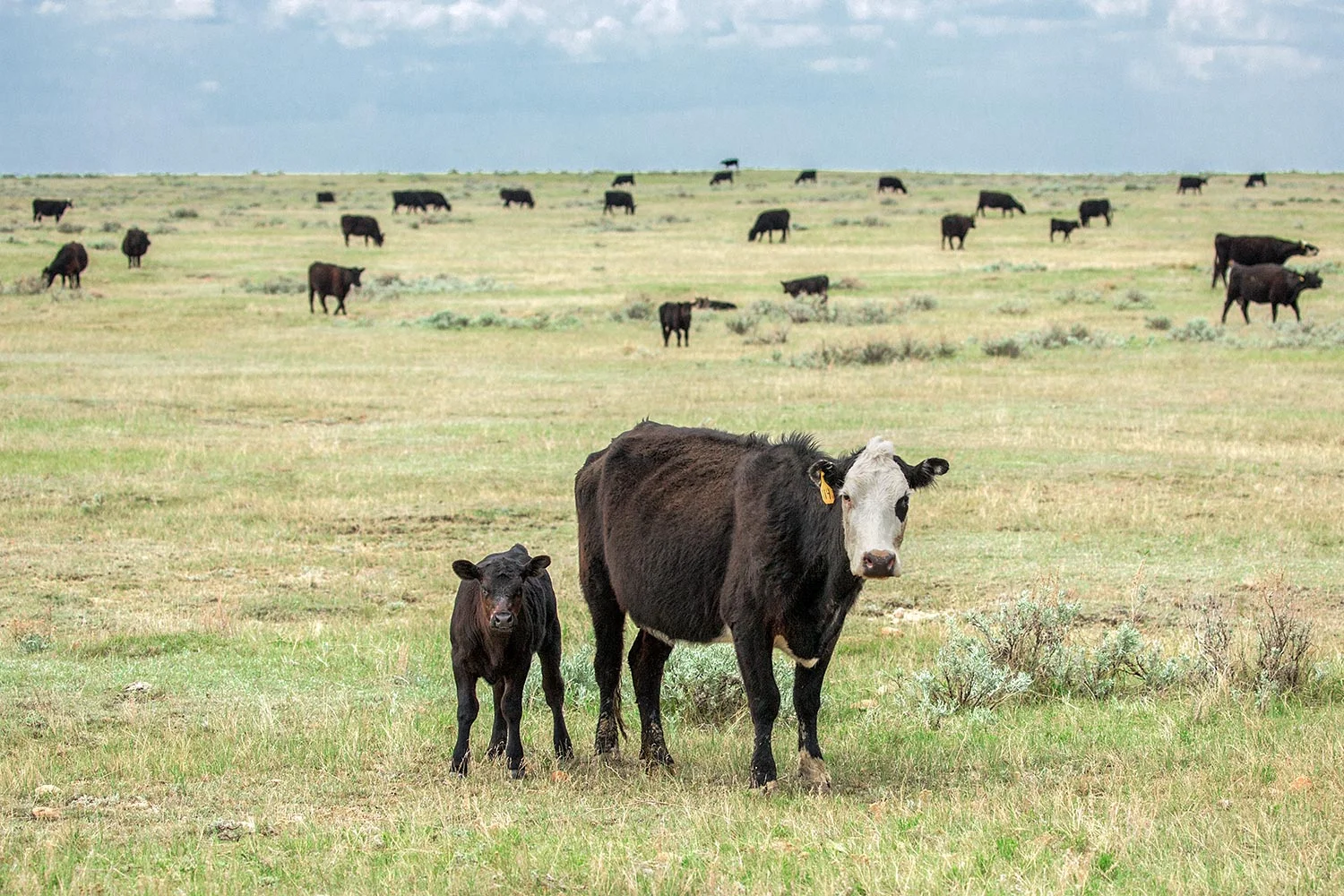 White Faced Mama and Calf