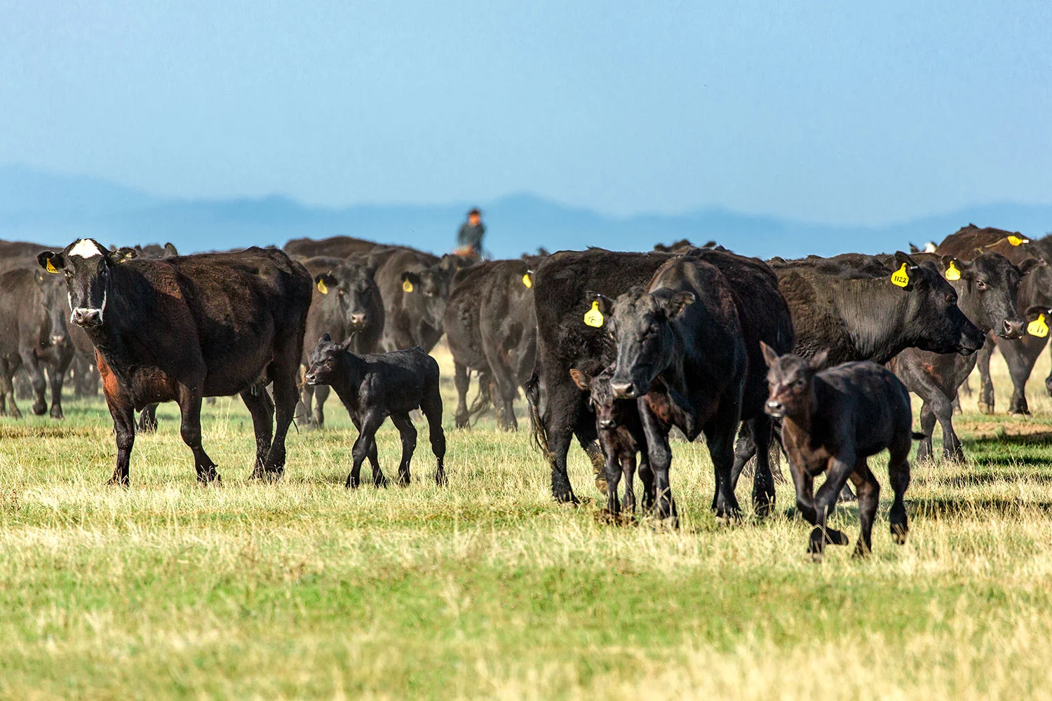 Moving Herd