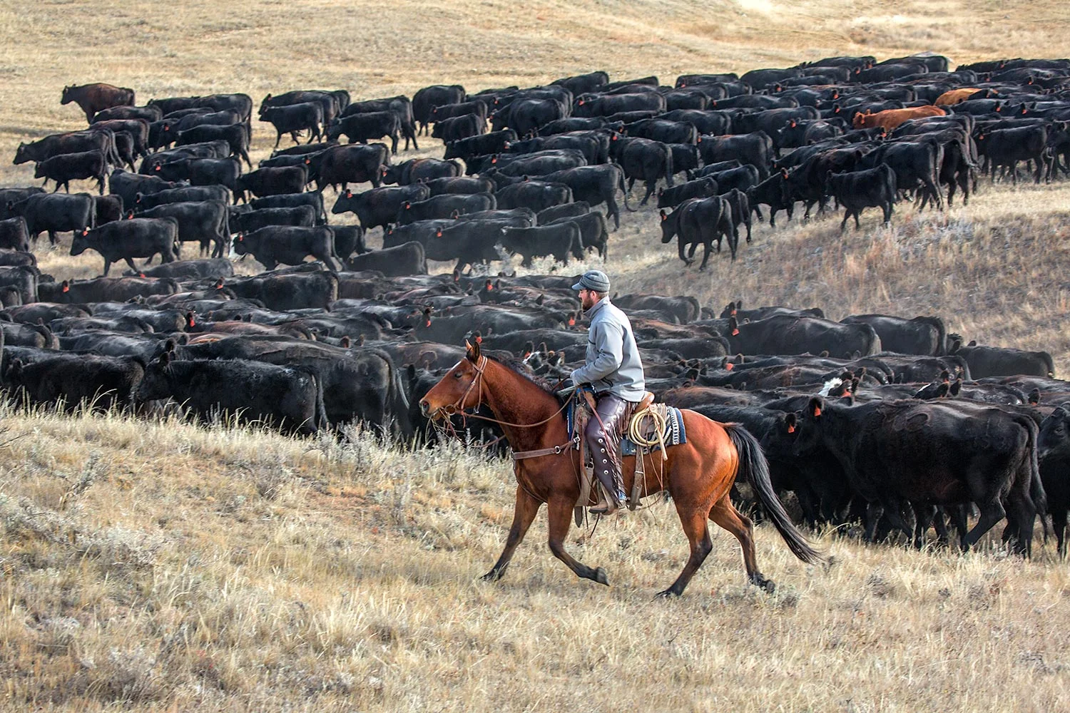 Pushing a Herd of Blacks