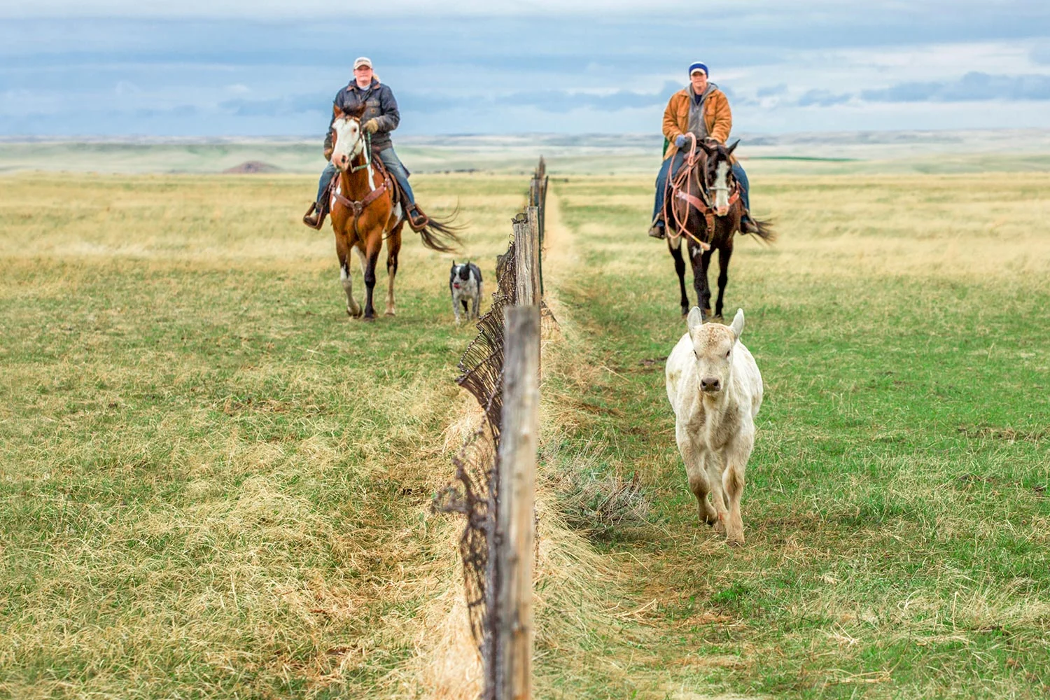 Along the Fence Line