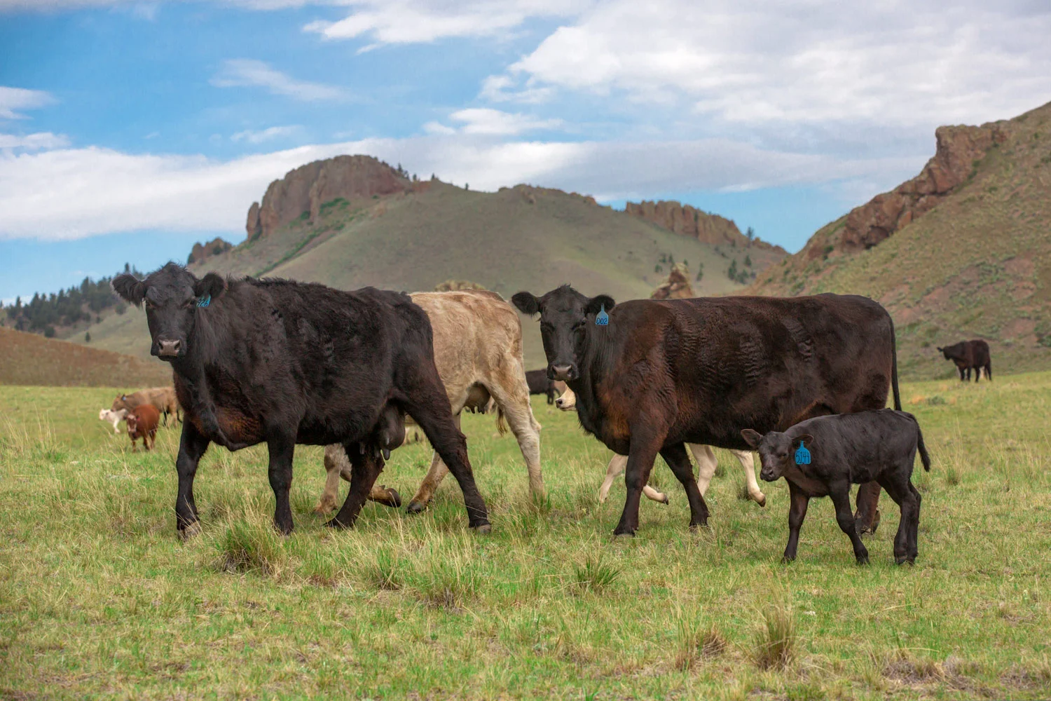 Cattle Mooving