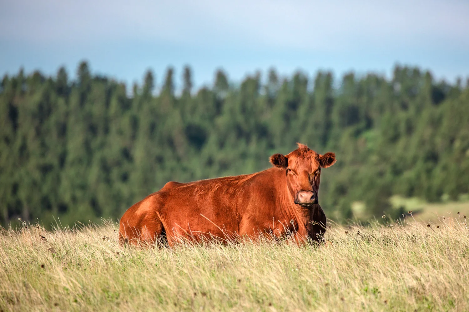 A Cow Sits Alone