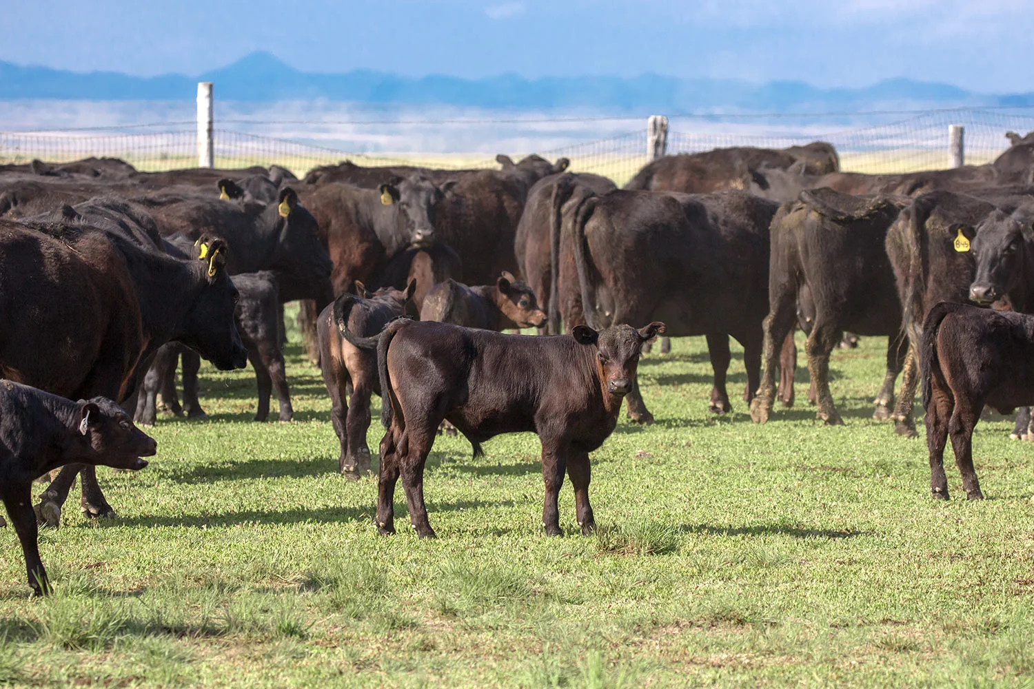 Calf in the Middle