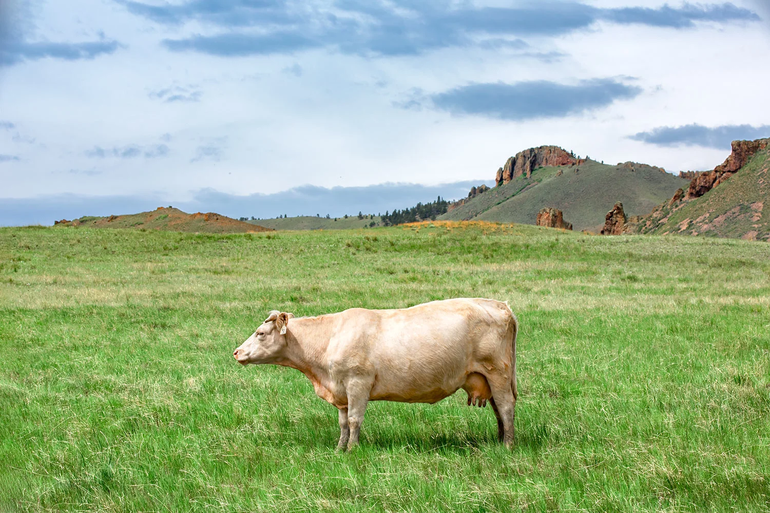 Just a Cow