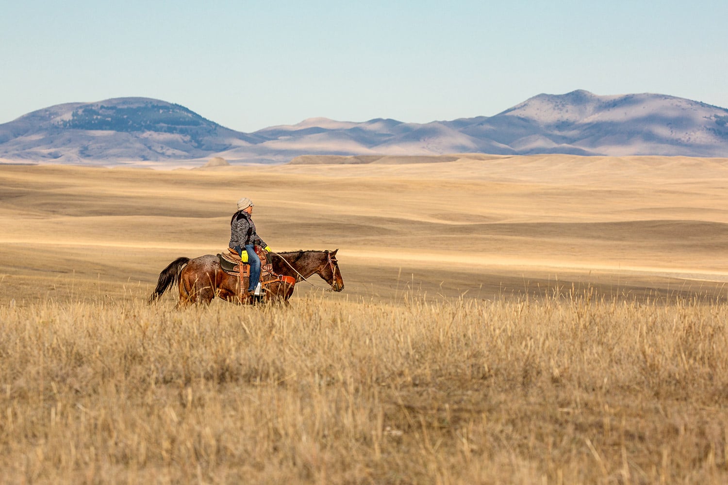 Michelle Fox, of Hays, Montana, rides her horse while rounding up cattle on the Fort Belknap Reservation. → License Photo