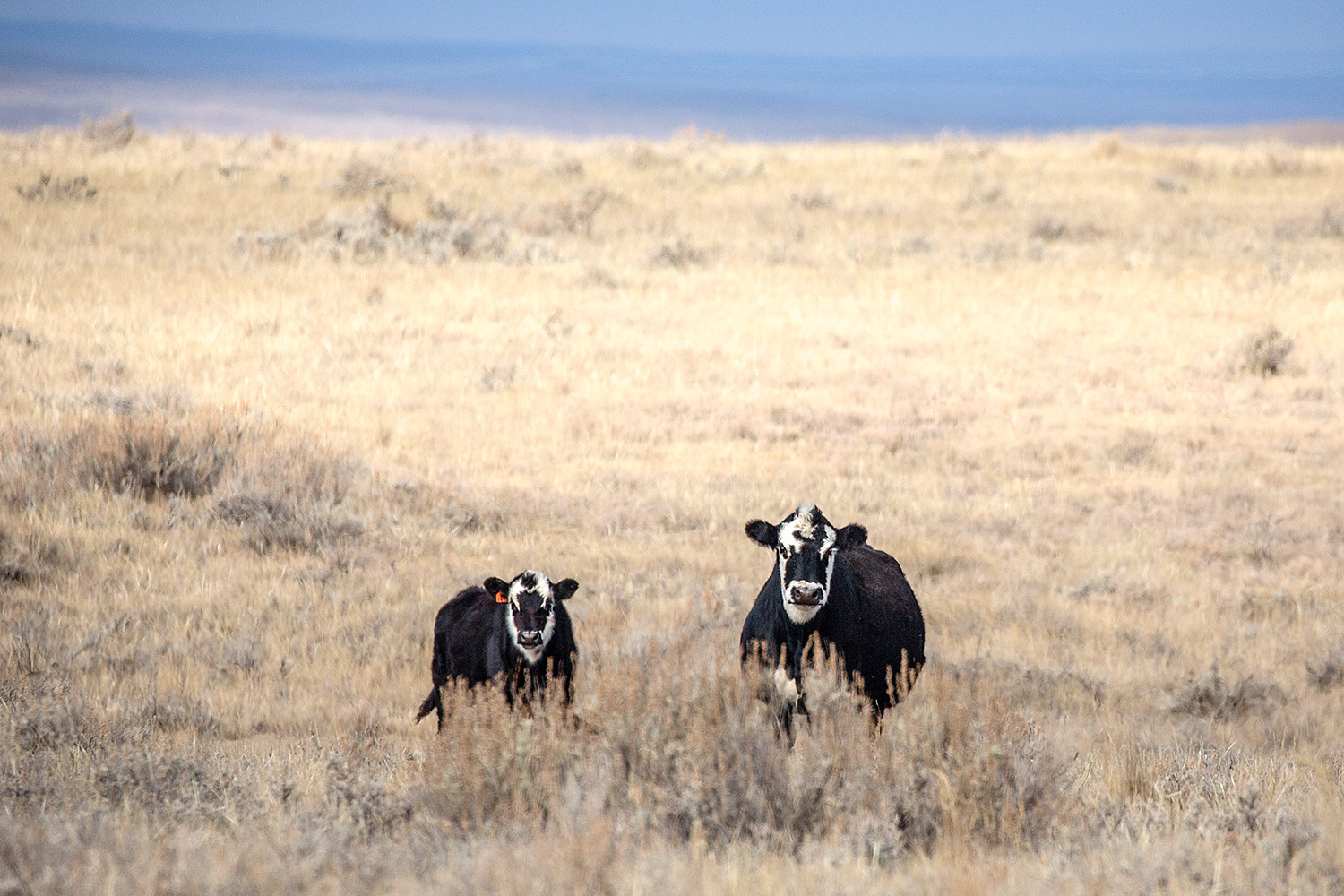 A cow and calf share similar markings near Whitewater, Montana. → Buy a Print or License Photo