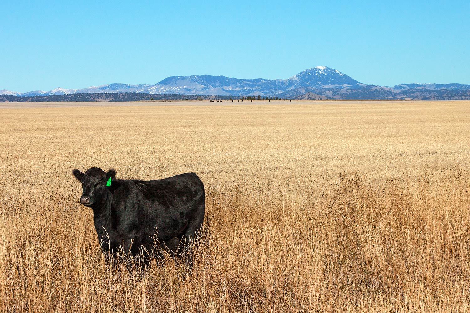 A black Angus steer near the Bear Paw Mountains and Big Sandy, Montana.&nbsp;→ Buy a Print&nbsp;or&nbsp;License Photo